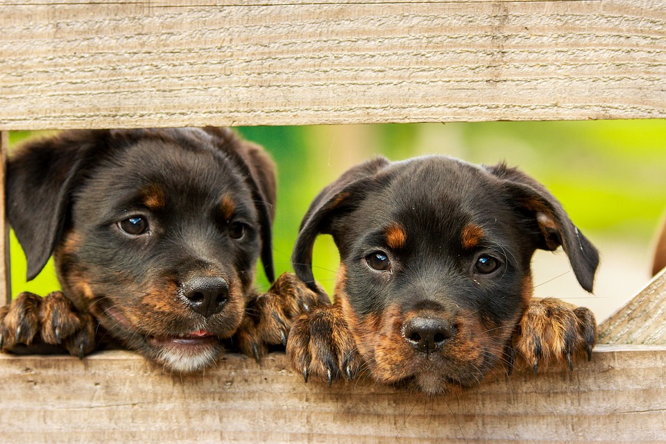 Cachorros e o &ldquo;faro social&rdquo;: por que cheirar partes &iacute;ntimas &eacute; comportamento natural