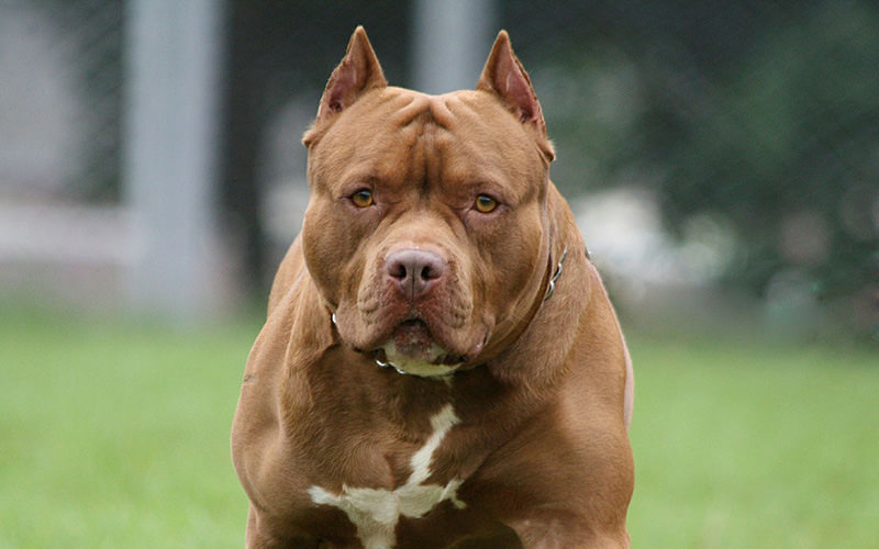 Mulher morre ap&oacute;s ataque de pitbull dentro de casa no Maranh&atilde;o