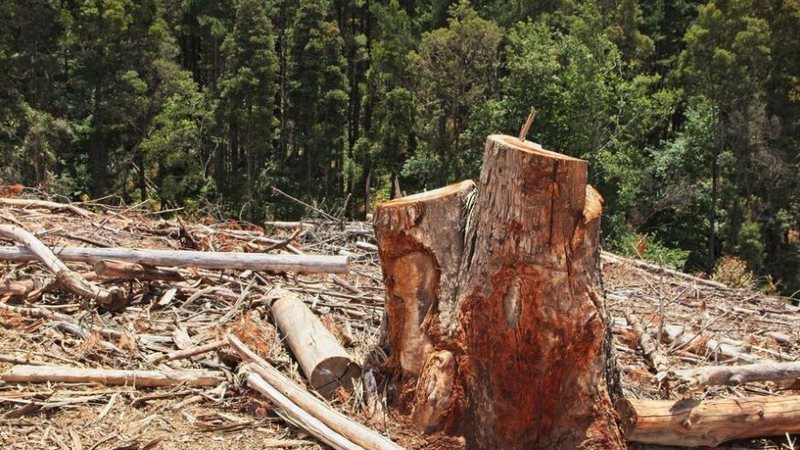 &Aacute;rea protegida do Cerrado sofre desmatamento ilegal; grupo &eacute; denunciado