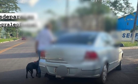 O misterioso animal híbrido de raposa e cão encontrado em estrada