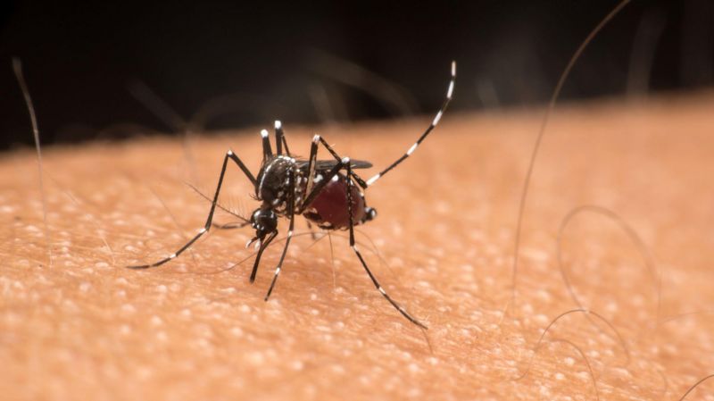Concei&ccedil;&atilde;o do Tocantins refor&ccedil;a orienta&ccedil;&otilde;es de preven&ccedil;&atilde;o contra a dengue