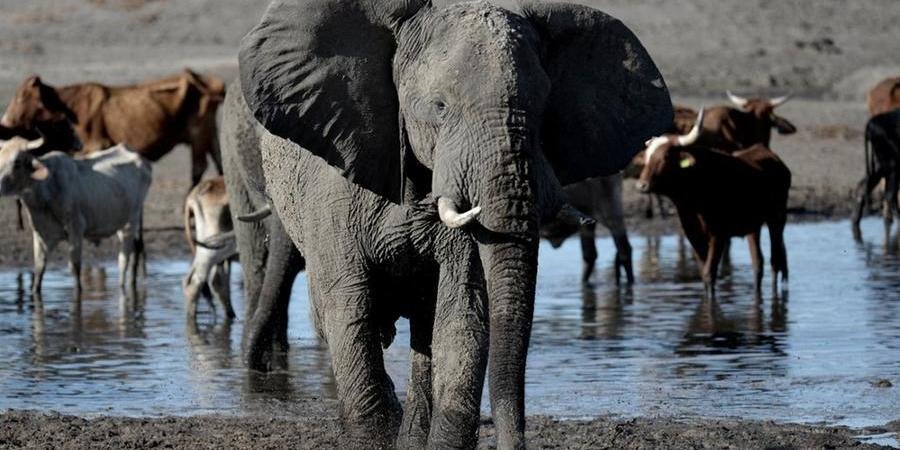 &Iacute;ndia perde 20% de sua popula&ccedil;&atilde;o de elefantes selvagens em seis anos, aponta censo nacional