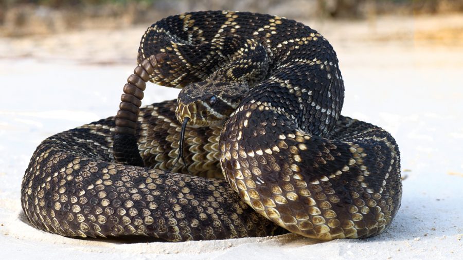 Veja quais s&atilde;o as cobras que mais causam acidentes no Tocantins