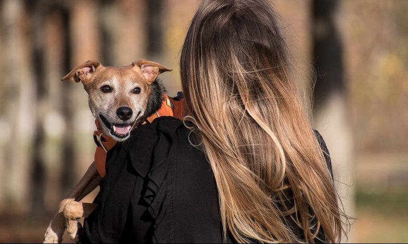 Cachorros escolhem pessoa favorita na casa; entenda como o v&iacute;nculo se forma