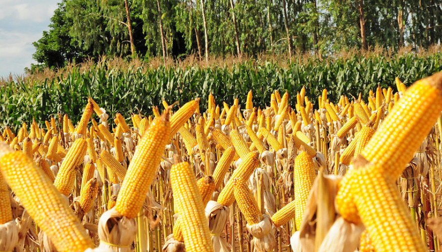 Governo muda regras para coprodutos do milho e cria nova classifica&ccedil;&atilde;o para o setor