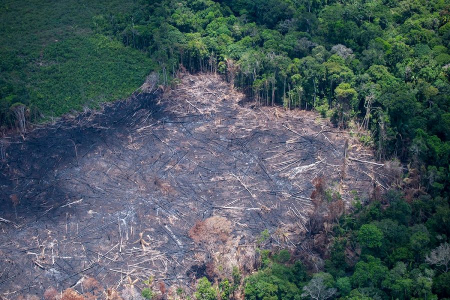 Desmatamento cai 35% na Amaz&ocirc;nia e 6% no Cerrado entre agosto de 2025 e janeiro