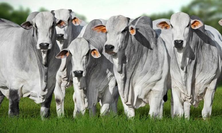 Governo avalia proibir antimicrobianos para tentar destravar exporta&ccedil;&otilde;es de carne &agrave; Uni&atilde;o Europeia