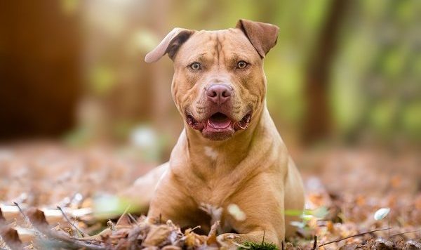 Idosa de 62 anos &eacute; atacada por pitbull em An&aacute;polis GO e passa por cirurgia